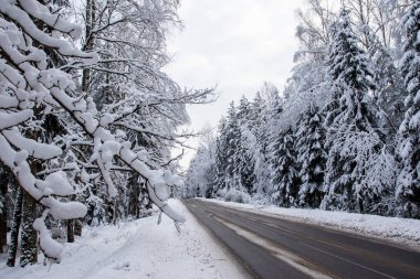 Kış ormanı panorama otoyolu