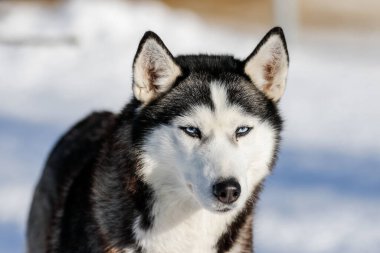 Sibirya kabuğunun portresi, sonsuza dek arkadaşlık.