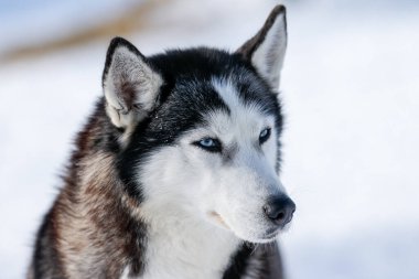 Sibirya kabuğunun portresi, sonsuza dek arkadaşlık.
