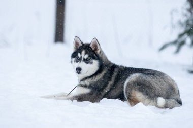 Sibirya kabuğunun portresi, sonsuza dek arkadaşlık.