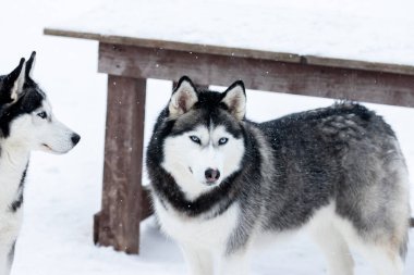 Sibirya kabuğunun portresi, sonsuza dek arkadaşlık.
