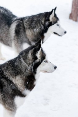 Sibirya kabuğunun portresi, sonsuza dek arkadaşlık.