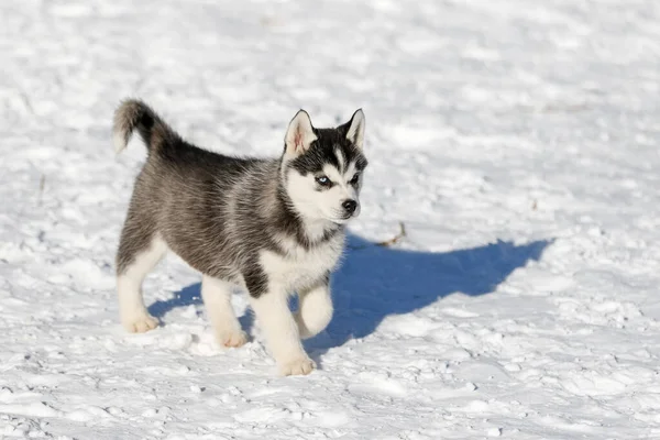 Porträt eines kleinen sibirischen Huskywelpen, Freundschaft für immer — Stockfoto