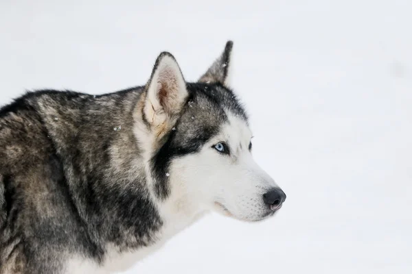 Portret van een Siberische husky, vriendschap voor altijd — Stockfoto