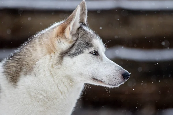 Egy szibériai husky portréja, örök barátság. — Stock Fotó