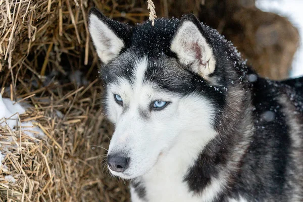 Egy szibériai husky portréja, örök barátság. — Stock Fotó