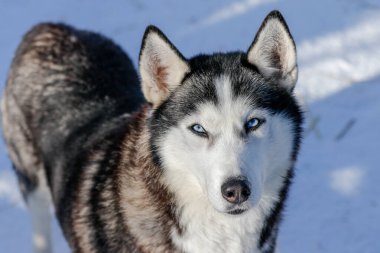 Sibirya kabuğunun portresi, sonsuza dek arkadaşlık.