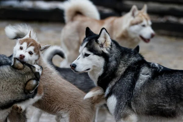 Portret syberyjskiego husky 'ego. Przyjaźń na zawsze. Szczęśliwy pies. — Zdjęcie stockowe