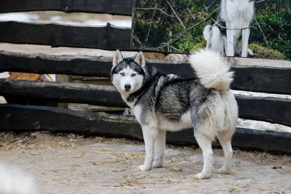 Porträtt av en sibirisk husky. Vänskap för evigt. Lycklig hund. — Stockfoto