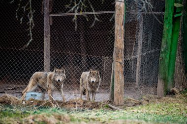 Keşiş bahçesindeki kuşhanede kurtlar