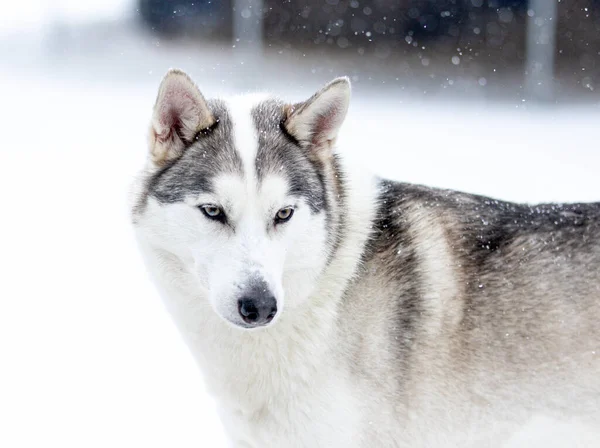 Portrait d'un husky sibérien, amitié pour toujours — Photo