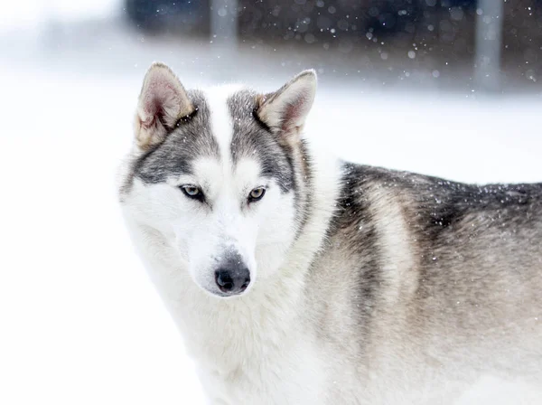 Portret syberyjskiego husky, przyjaźń na zawsze — Zdjęcie stockowe