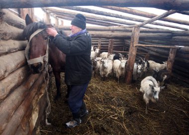 Beyaz Rusya. Köy Küçük Volneyki - 28,11 Eylül 2010: Yaşlı bir adam arka planda bir keçiyle bir atı dizginliyor.