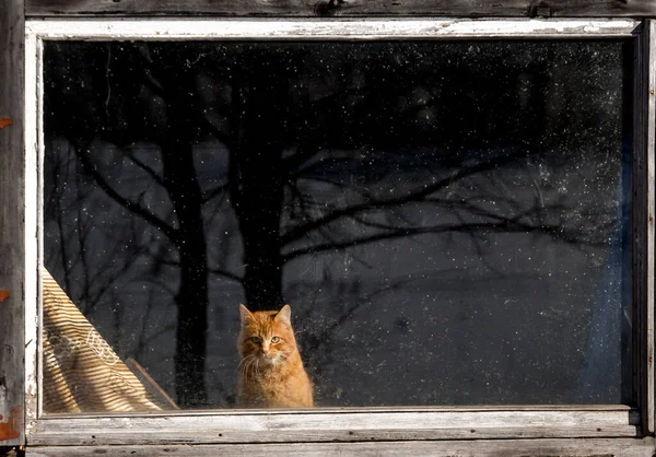 Ingefära katten sitter i fönstret i huset. — Stockfoto