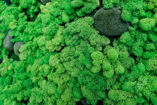 Lüks kaplıca merkezindeki havuzun arka planında yeşil bitkiler olan tasarımcı dekorasyonu.. — Stok fotoğraf