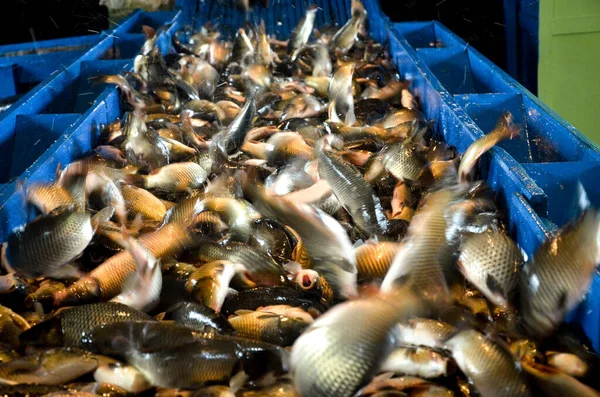 Беларусь - август 2013: Промышленное рыбоводство. Рыба в контейнере. Рыбоводство — стоковое фото