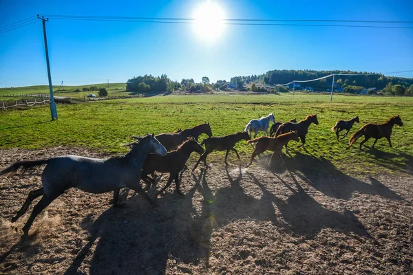 白俄罗斯。Ratomka - 07,10,2015：在蓝天和太阳背景下的绿地上的马群. — 图库照片