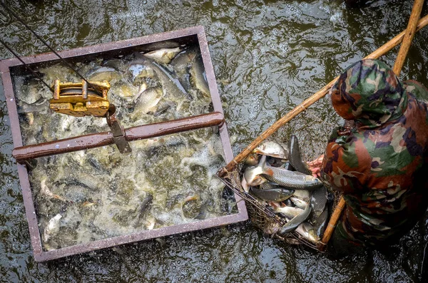 Беларусь - август 2013: Промышленное рыбоводство. Рыба в контейнере. Рыбоводство — стоковое фото