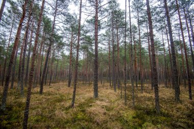 Sonbaharın sonlarında yosun kaplı çam ağacı ormanı
