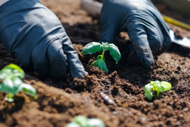 Toprakta küçük yeşil filizler.