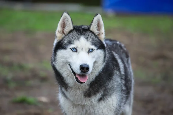 Husky siberiano em um contexto de floresta e grama. — Fotografia de Stock