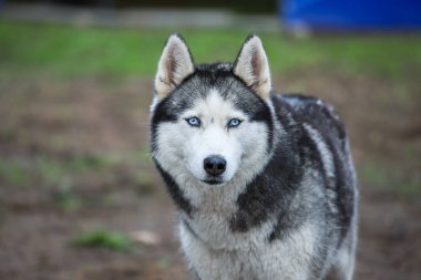 Orman ve çimlerin arka planında Sibirya kurdu.