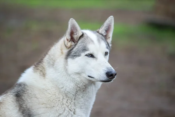 Siberian Husky auf einem Hintergrund aus Wald und Gras. — Stockfoto