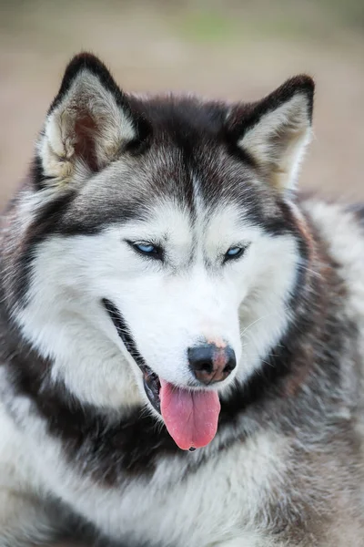 Portré husky-ról. Barátság mindörökké. — Stock Fotó