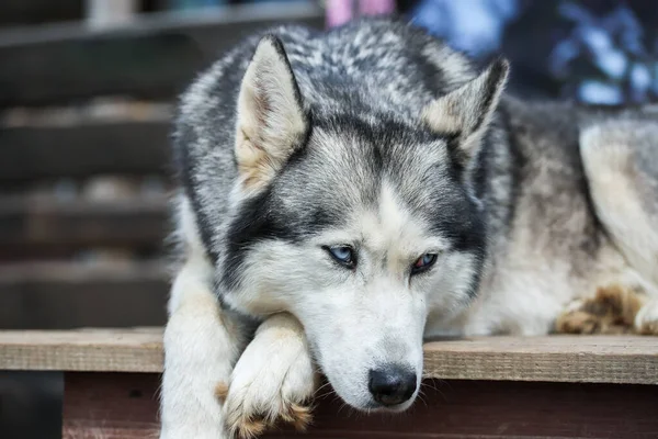 Porträt eines Huskys. Freundschaft für immer. — Stockfoto