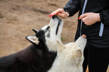 Şirin köpek yavruları sahibinden ödül bekliyor..