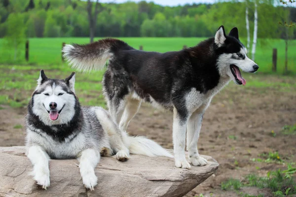 Twee lieftallige husky 's rusten op een steen.. — Stockfoto