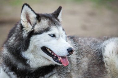 Husky 'nin portresi. Sonsuza dek arkadaşlık.. 