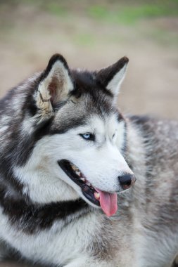 Husky 'nin portresi. Sonsuza dek arkadaşlık.. 