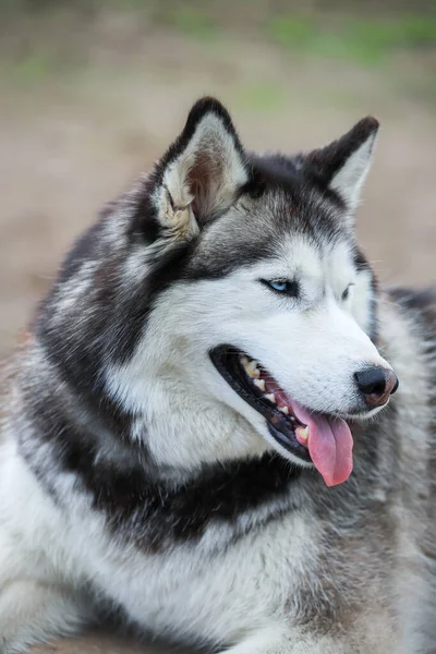 Retrato de husky. Amizade para sempre. — Fotografia de Stock