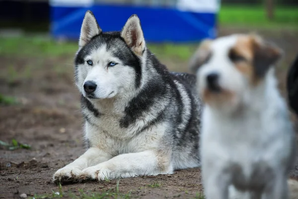 Husky mit unterschiedlichen Augenfarben in der Nähe anderer Hunde. — Stockfoto