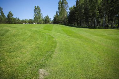 Ormanın ve mavi gökyüzünün arka planına karşı yeşil alan
