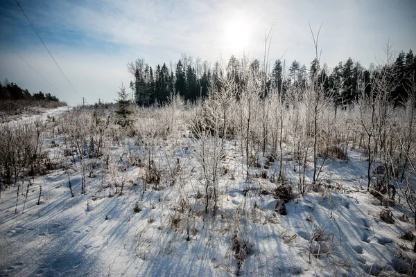 Bielorrússia - 02.02.2015 - Floresta de inverno ao sol, prado, paisagem. — Fotografia de Stock