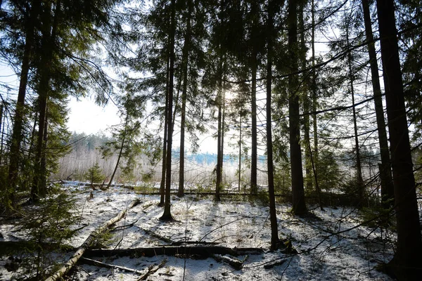 Biélorussie - 02.02.2015 - Forêt d'hiver au soleil, prairie, paysage. — Photo