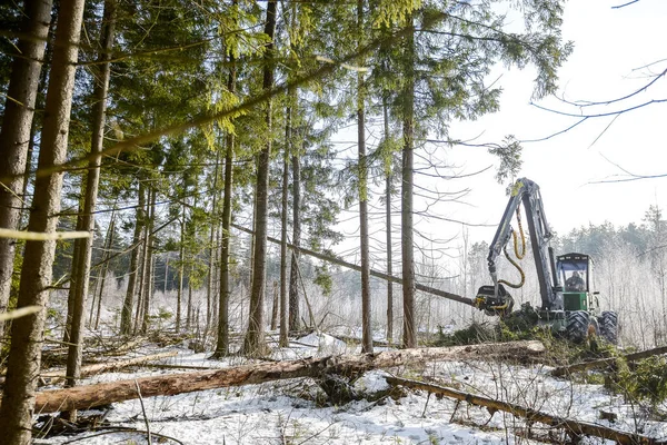 Bělorusko - 02.02.2015 - V lese pracují stroje na těžbu dřeva, výrobu dřeva, pánské práce. Sklizeň v lese. Sklizeň dřeva. Palivové dřevo jako obnovitelný zdroj energie. Zemědělství a — Stock fotografie