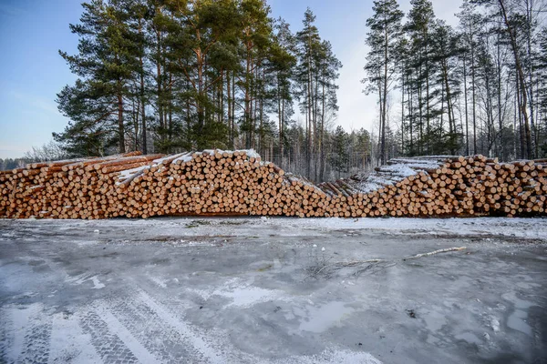 Bělorusko - 02.02.2015 - Dřevo pro nakládku na nákladní automobil — Stock fotografie