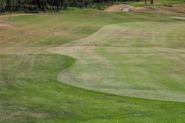 Ormanda golf sahasında yeşil çimenler.
