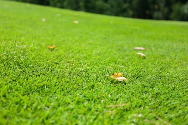 Hierba verde en un campo de golf sobre un fondo forestal —  Fotos de Stock