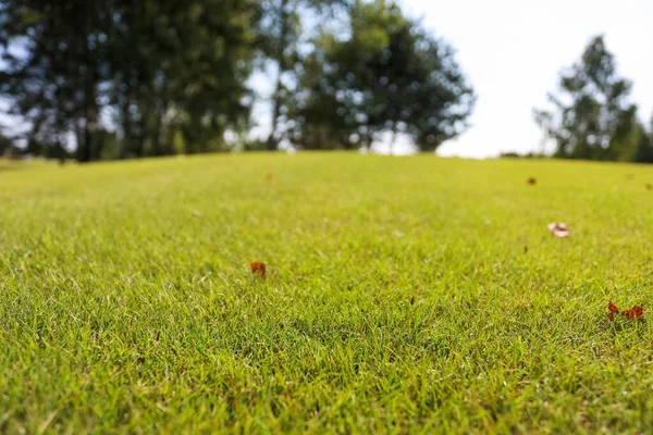Hierba verde en un campo de golf sobre un fondo forestal —  Fotos de Stock