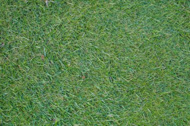 Yeşil çim tarlası, yeşil çimen. Golf sahası için yeşil çimenler, futbol, futbol, spor. Yeşil çimen dokusu ve arka plan