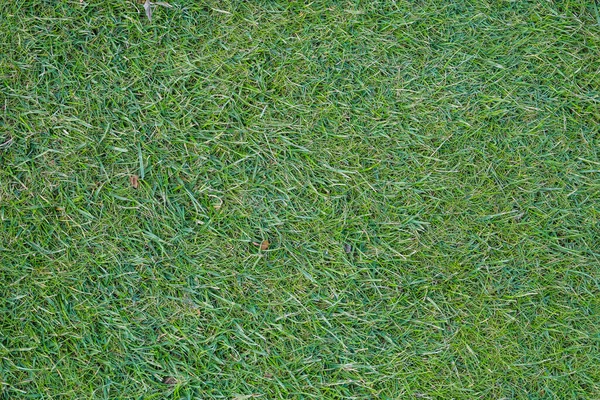 绿色的草地绿色的草坪高尔夫球场，足球，足球，运动的绿草。绿草的质地和背景 — 图库照片