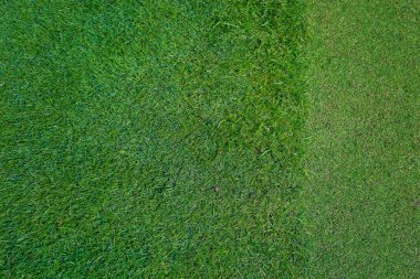 Golf sahasındaki doğal çimenler