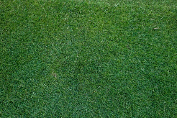 Vue grand angle de fond d'herbe verte — Photo