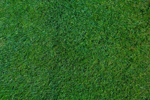 Natural grass in a golf field background — Stock Photo, Image