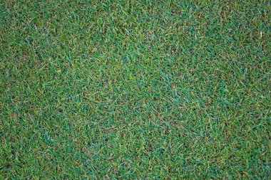 Yeşil çim tarlası, yeşil çimen. Golf sahası için yeşil çimenler, futbol, futbol, spor. Yeşil çimen dokusu ve arka plan