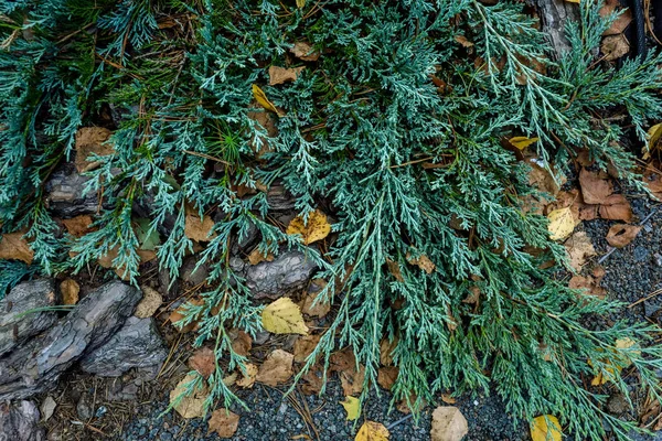 Arka plan, yeşil yapraklar, kabuk, çam iğneleri, taşlar — Stok fotoğraf
